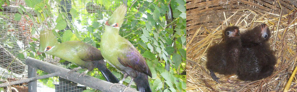 Turacos