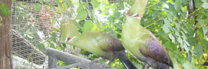 turaco